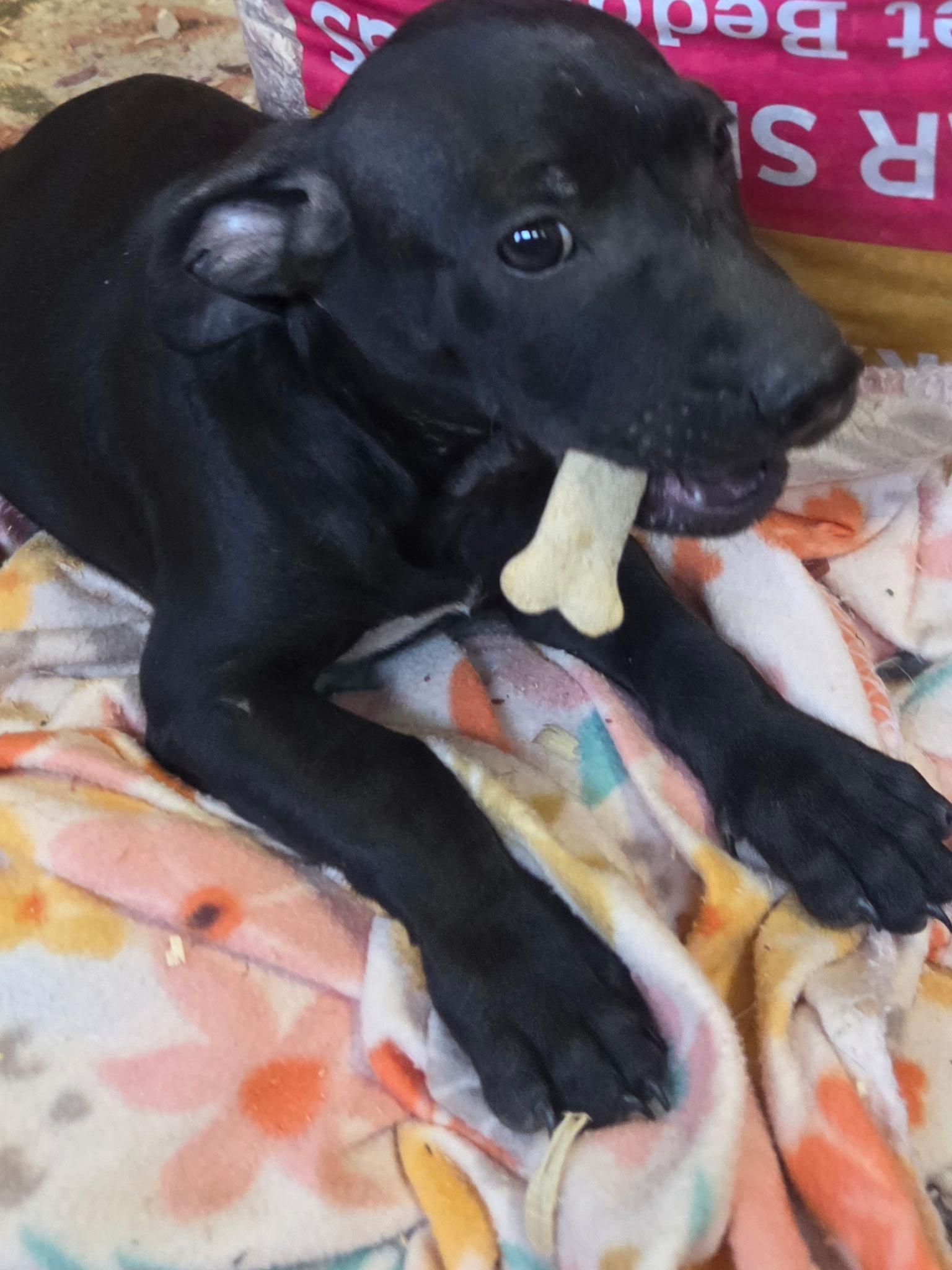 Enlarge Rolo Candy, a Adoptable mixed breed in Woburn, MA image 2/5