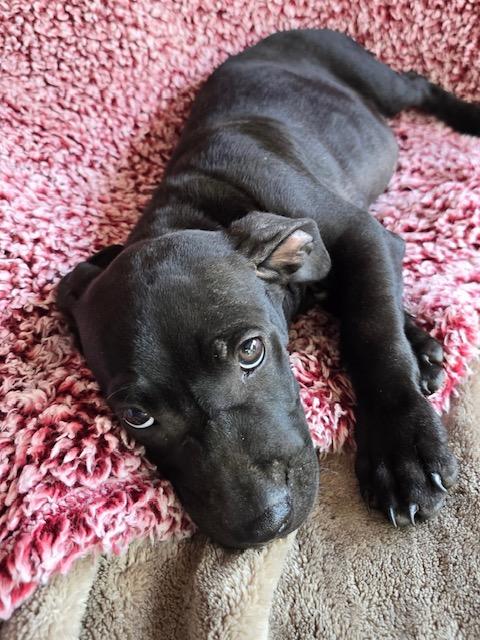 Enlarge Rolo Candy, a Adoptable mixed breed in Woburn, MA image 5/5