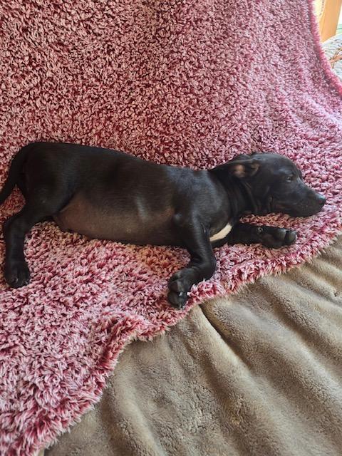 Enlarge Rolo Candy, a Adoptable mixed breed in Woburn, MA image 4/5