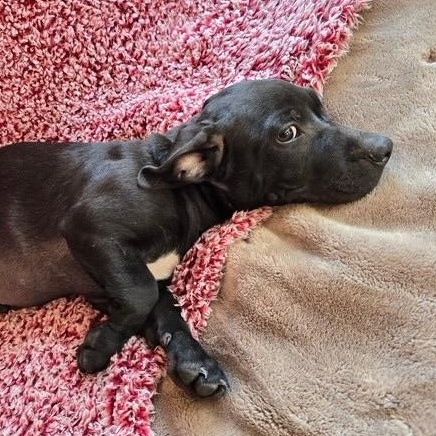 Enlarge Rolo Candy, a Adoptable mixed breed in Woburn, MA image 3/5