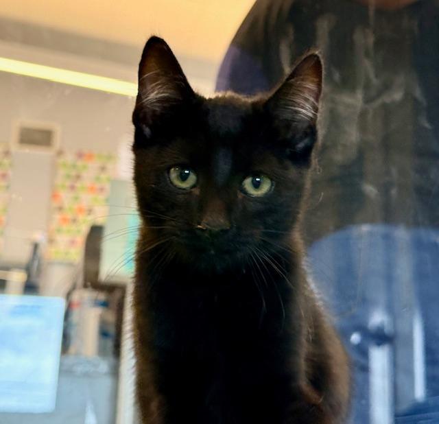 Maverick, adoptable, Kitten Male Domestic Short Hair.