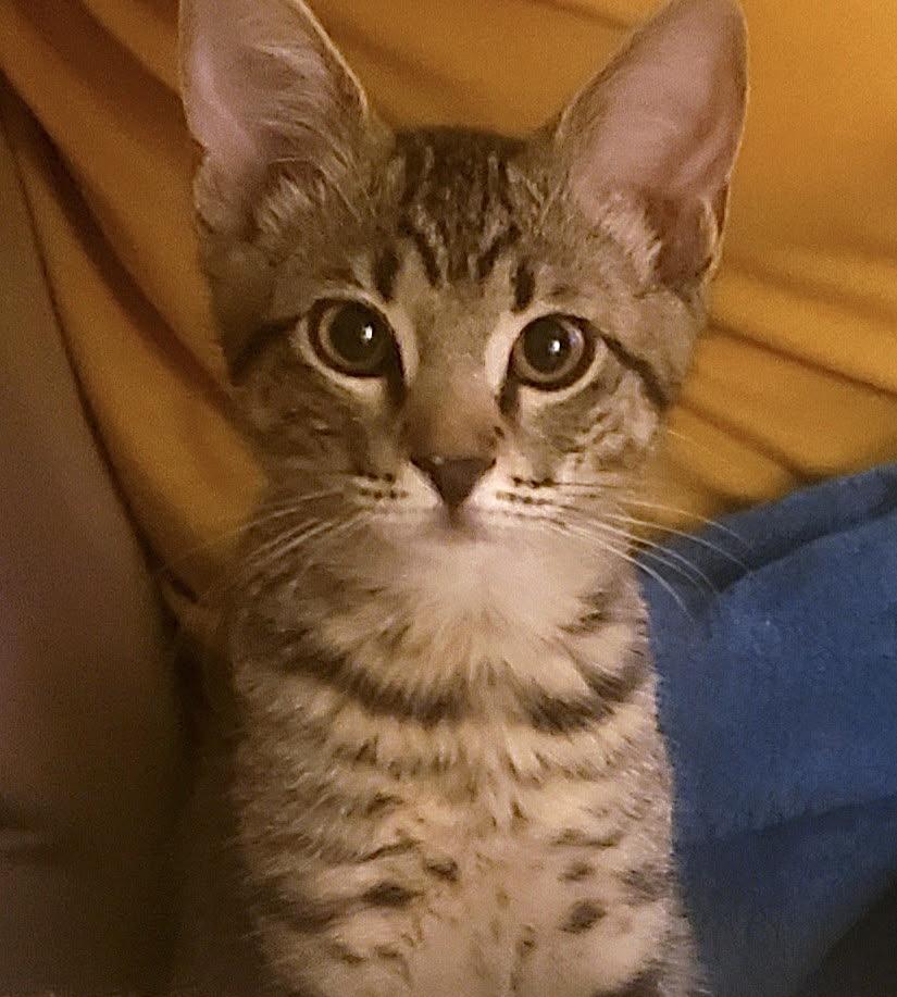 Millie, an adoptable Tabby in Marble Falls, TX, 78654 | Photo Image 2