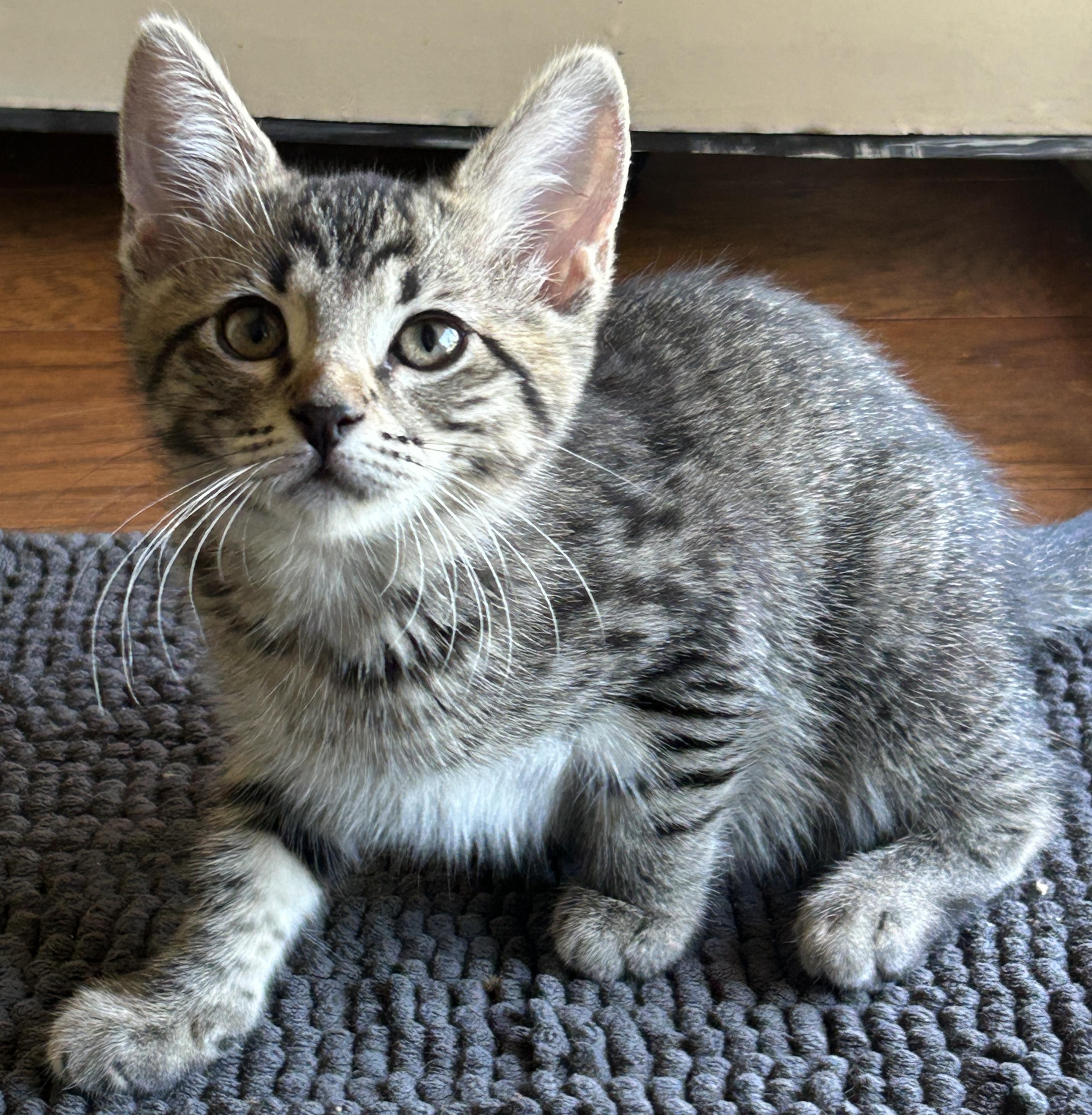 Millie, an adoptable Tabby in Marble Falls, TX, 78654 | Photo Image 5