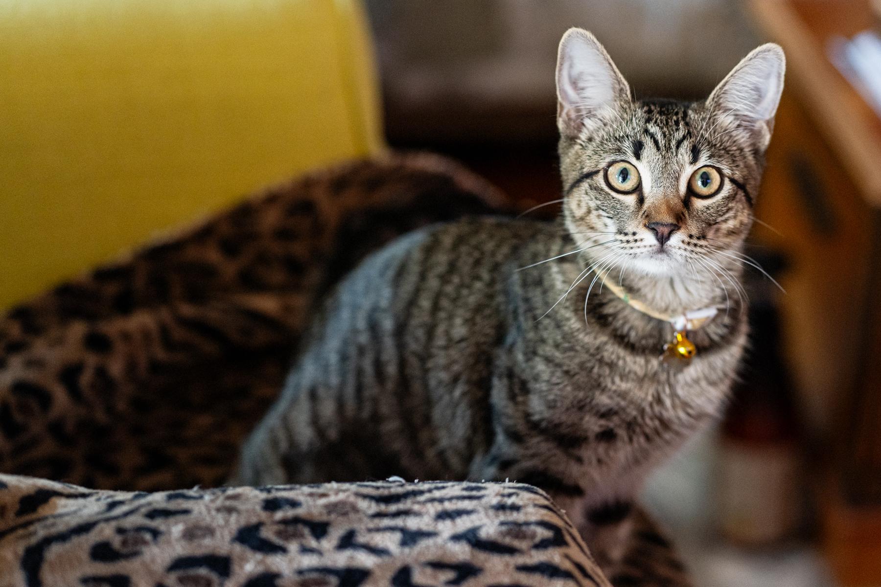 Millie, an adoptable Tabby in Marble Falls, TX, 78654 | Photo Image 1