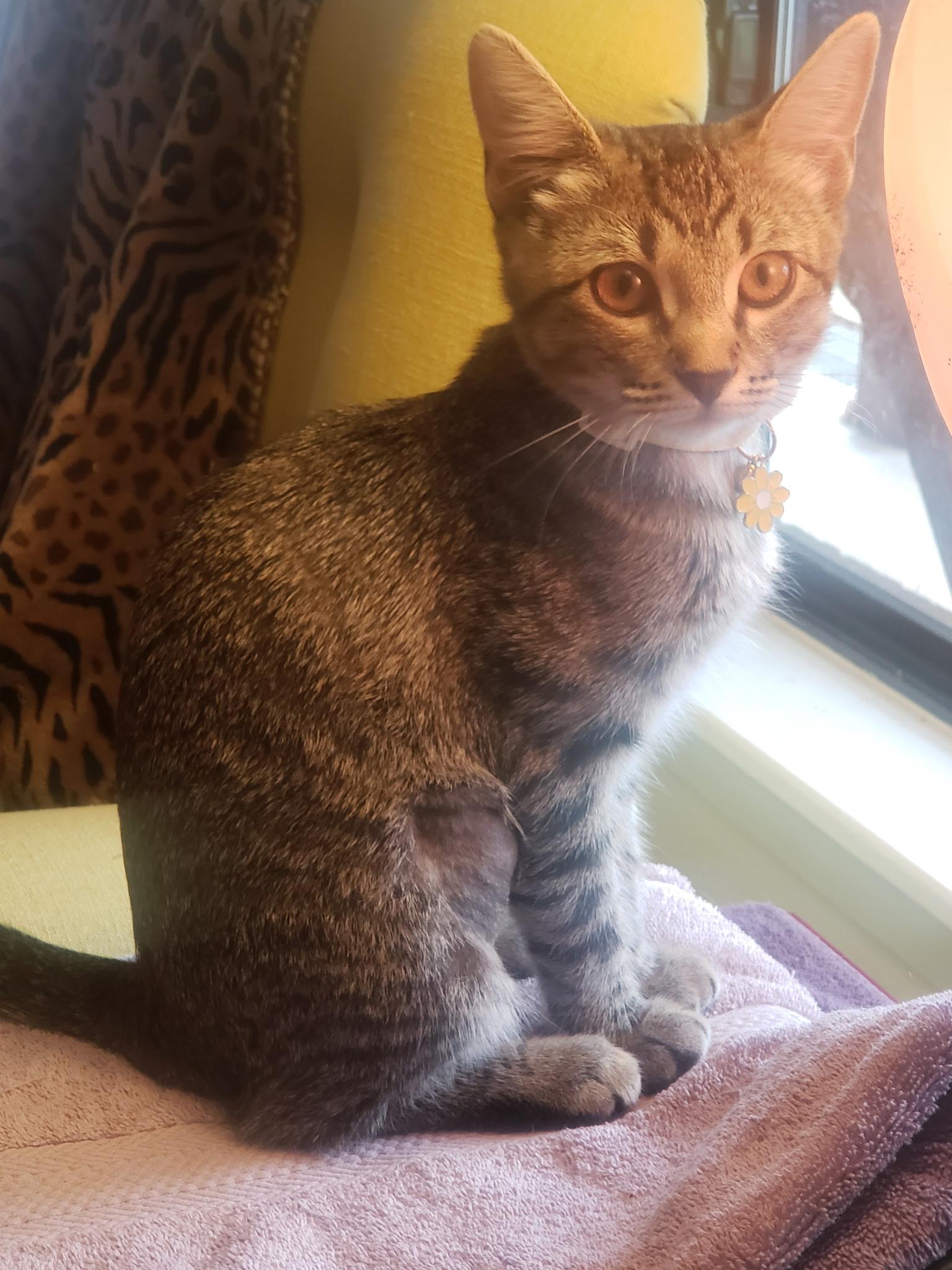 Millie, an adoptable Tabby in Marble Falls, TX, 78654 | Photo Image 1