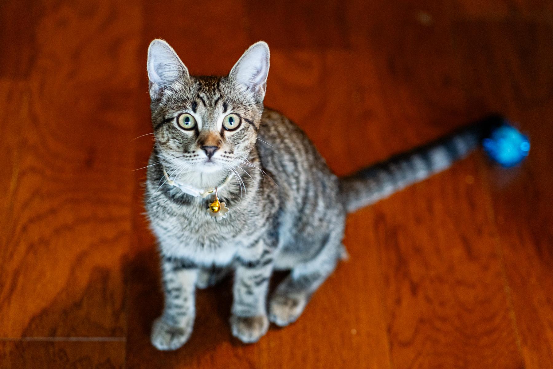 Millie, an adoptable Tabby in Marble Falls, TX, 78654 | Photo Image 5