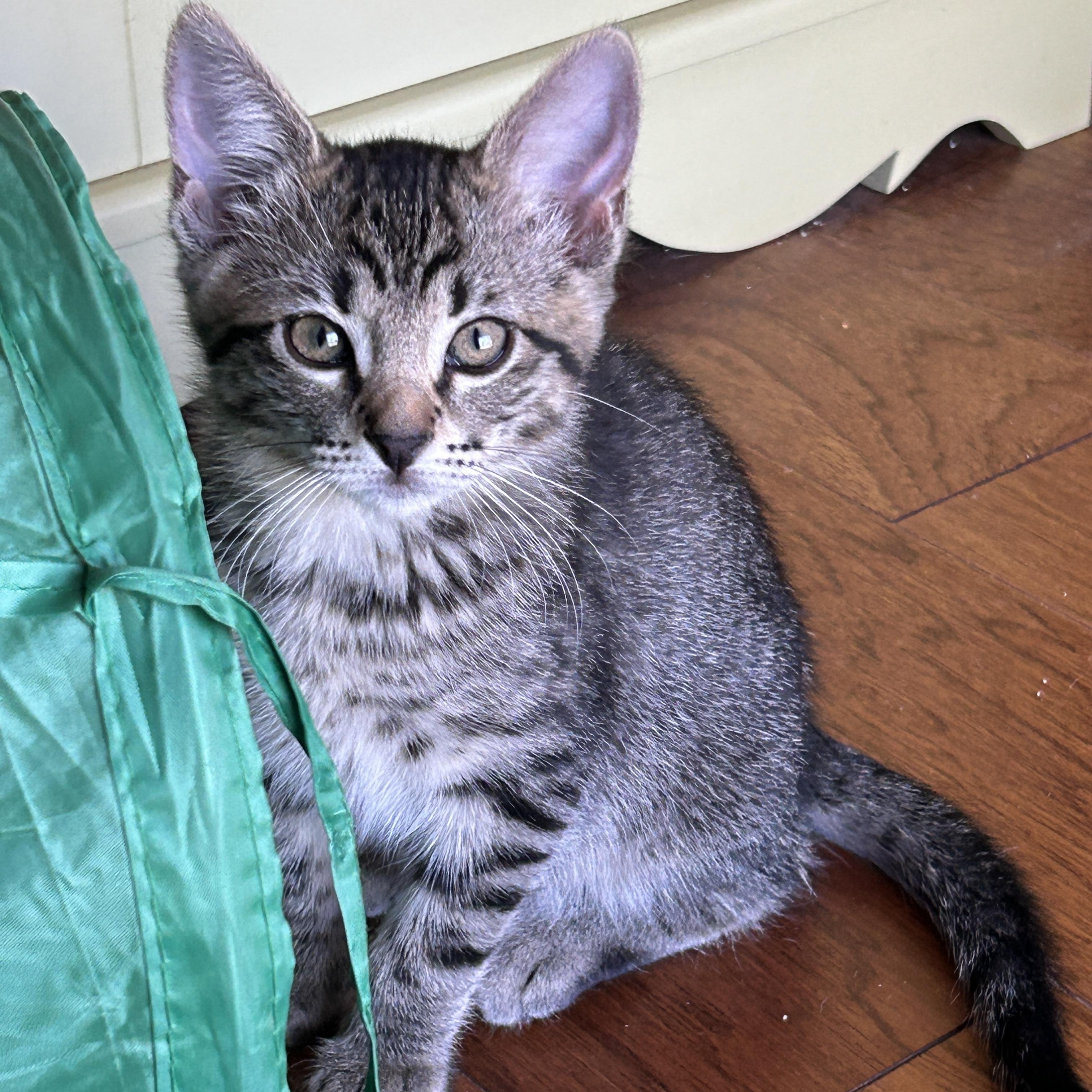 Millie, an adoptable Tabby in Marble Falls, TX, 78654 | Photo Image 6