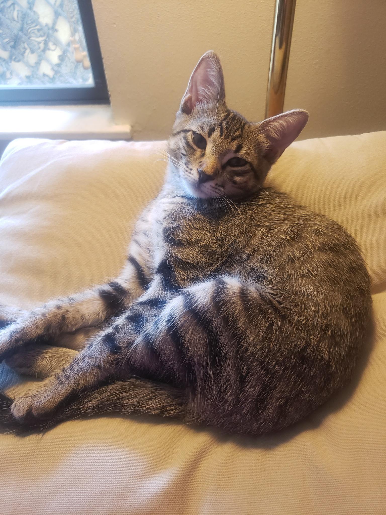 Millie, an adoptable Tabby in Marble Falls, TX, 78654 | Photo Image 4