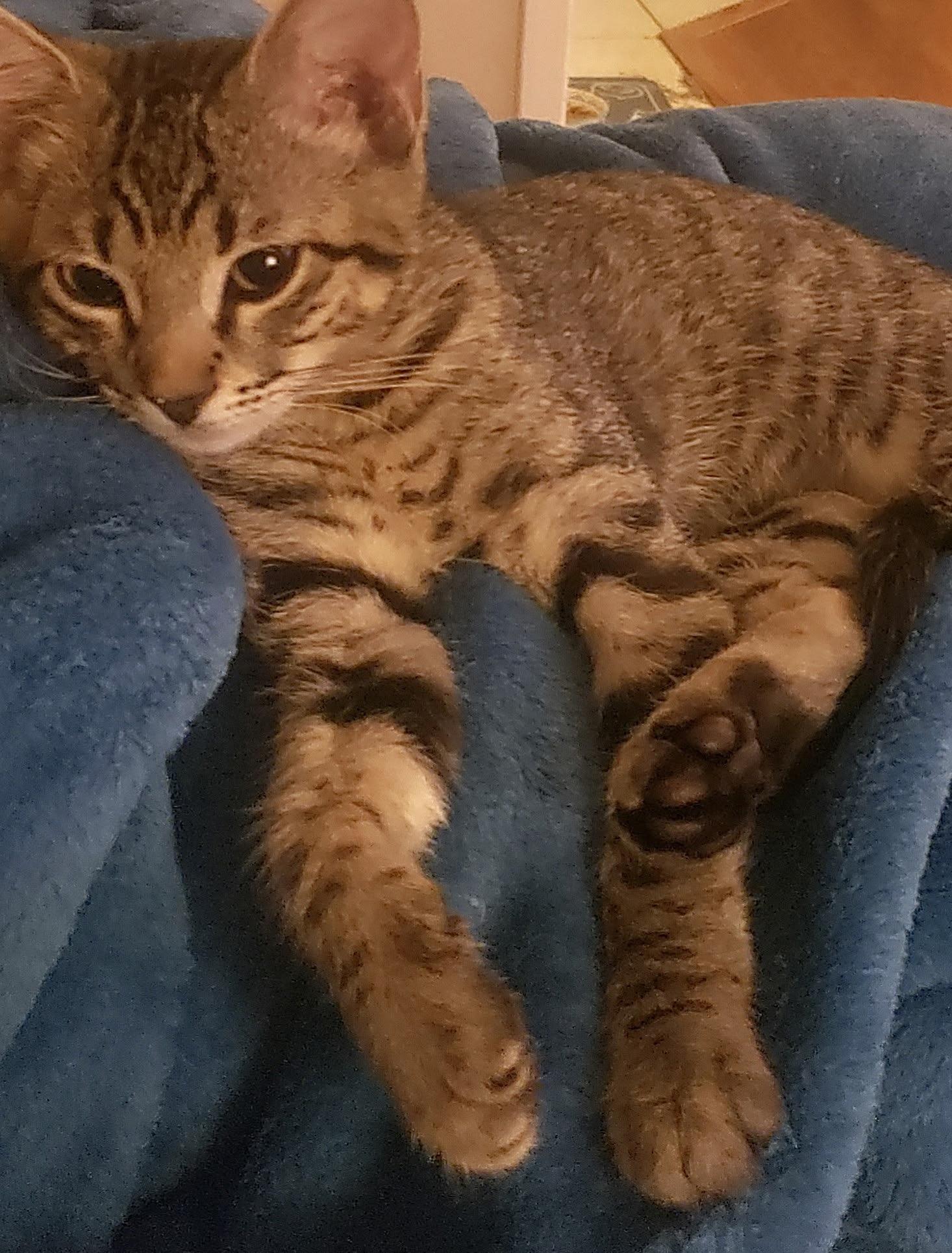 Millie, an adoptable Tabby in Marble Falls, TX, 78654 | Photo Image 3