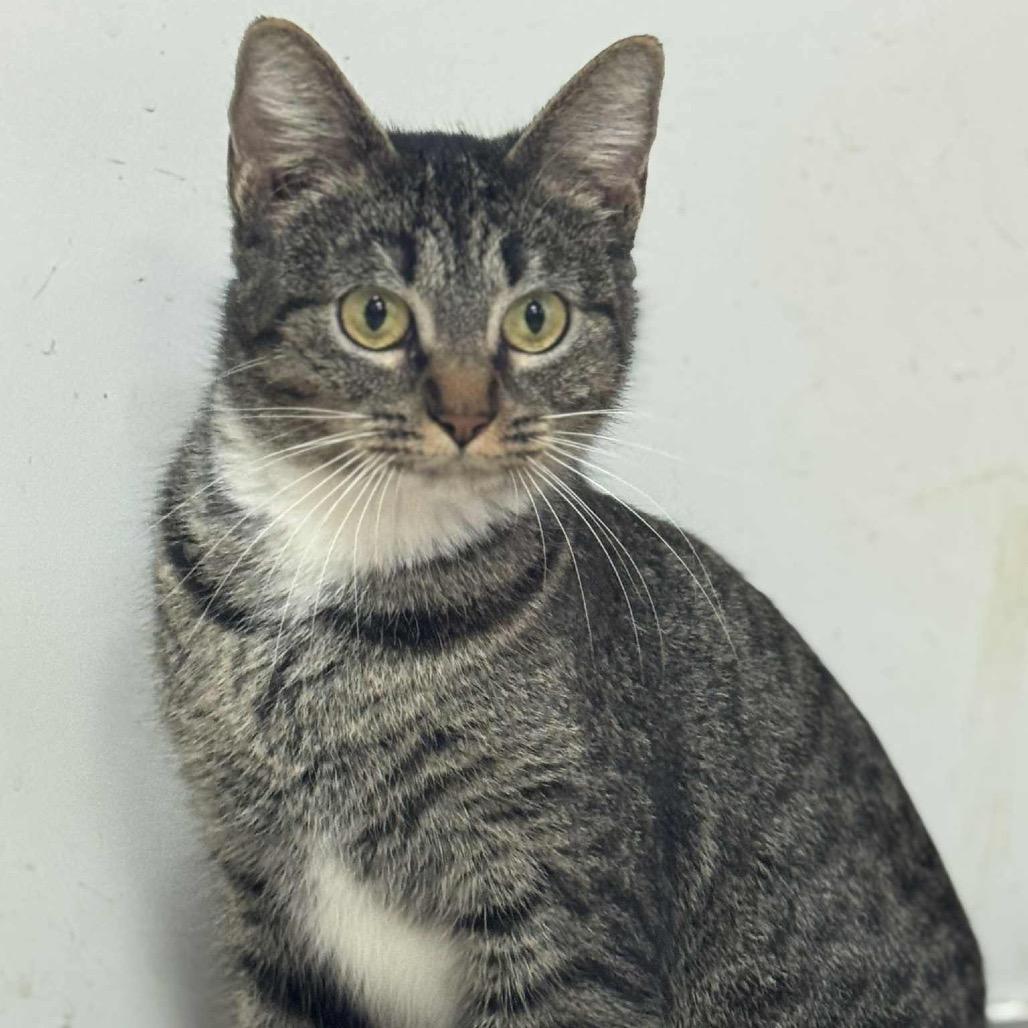 Enlarge Darby Rose, a Adoptable Domestic Short Hair in Ferndale, WA image 1/2