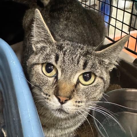 Enlarge Darby Rose, a Adoptable Domestic Short Hair in Ferndale, WA image 2/2