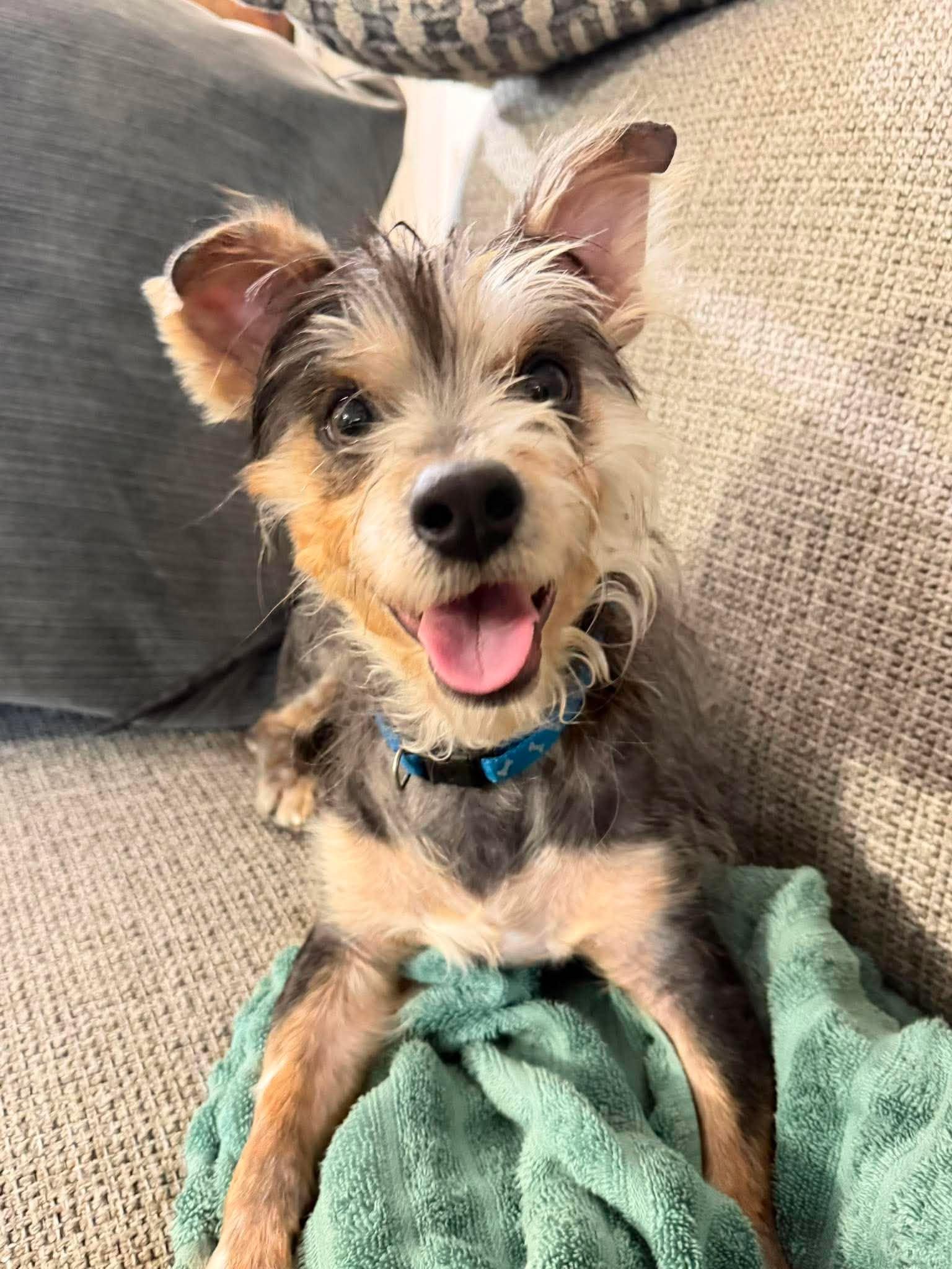 Yoshi, adopted, Young Male Mixed Breed.