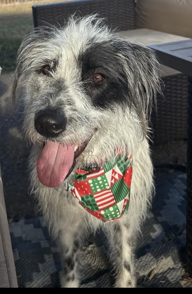 Enlarge Bellini, a Adoptable mixed breed in Fort Worth, TX image 1/3