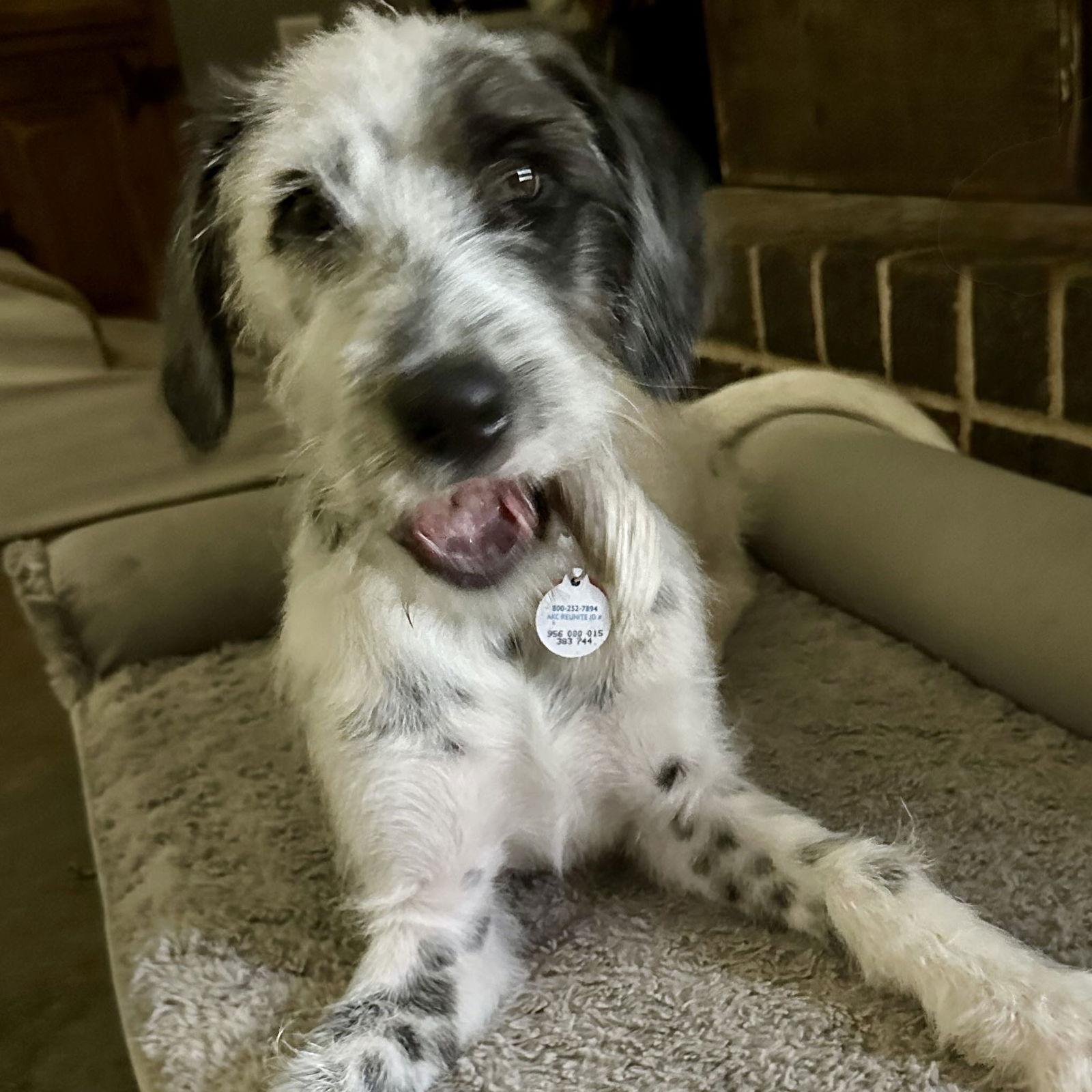 Enlarge Bellini, a Adoptable mixed breed in Fort Worth, TX image 2/3