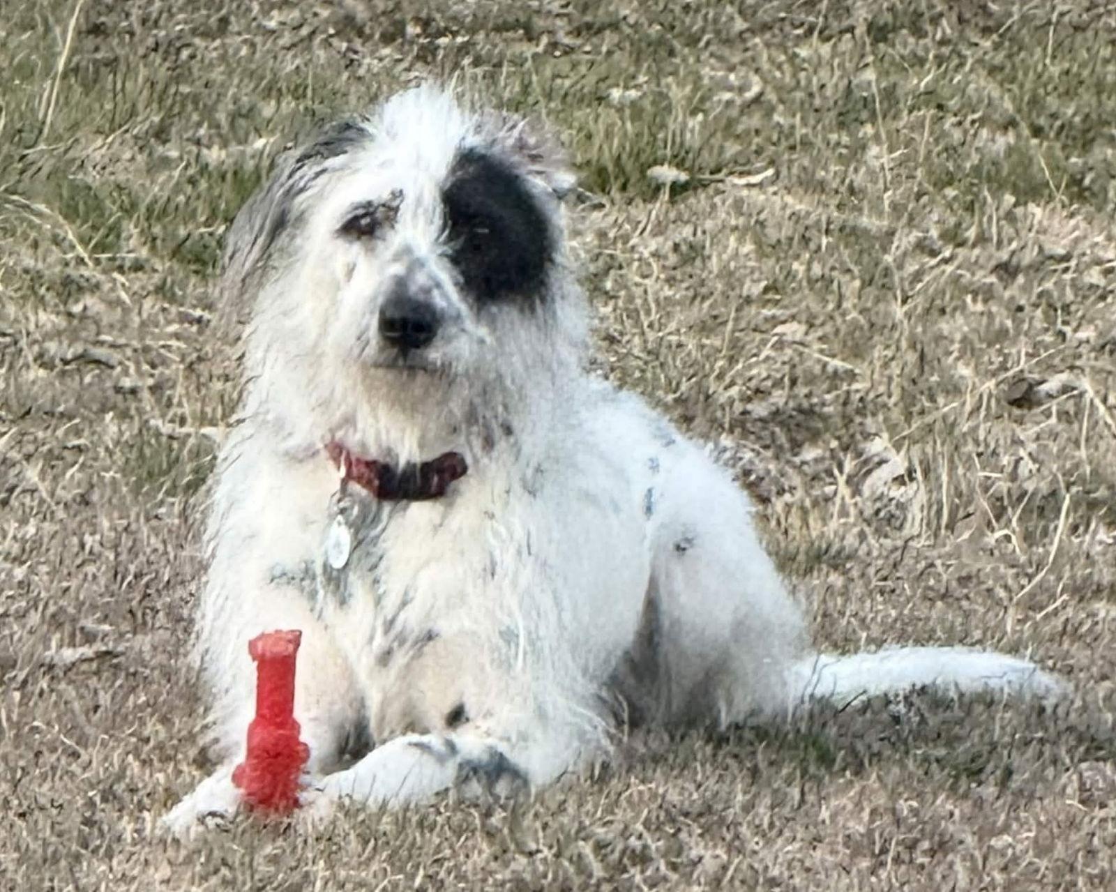 Enlarge Bellini, a Adoptable mixed breed in Fort Worth, TX image 2/3