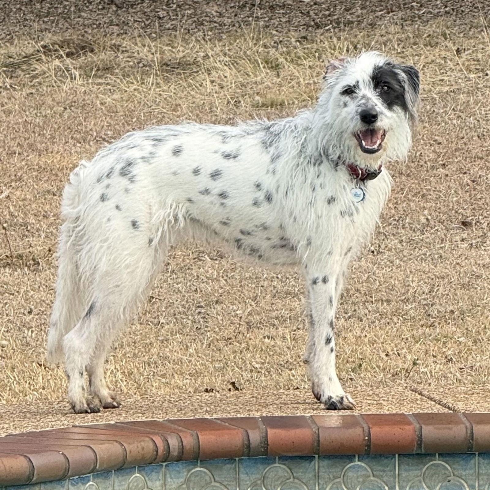 Enlarge Bellini, a Adoptable mixed breed in Fort Worth, TX image 3/3