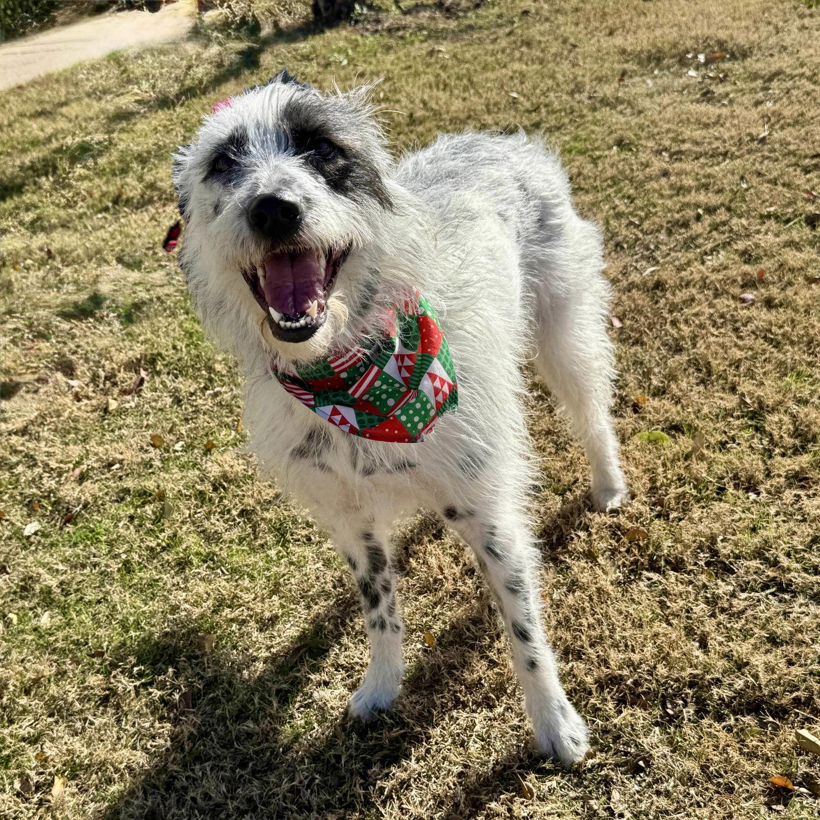 Enlarge Bellini, a Adoptable mixed breed in Fort Worth, TX image 3/3