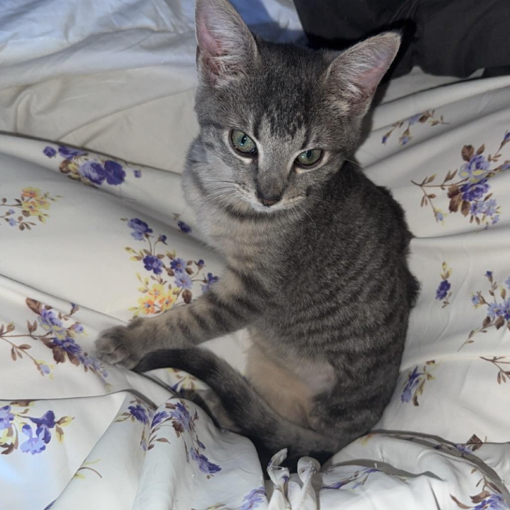 Enlarge Pawpaw, a Adoptable mixed breed in Fort Collins, CO image 3/6