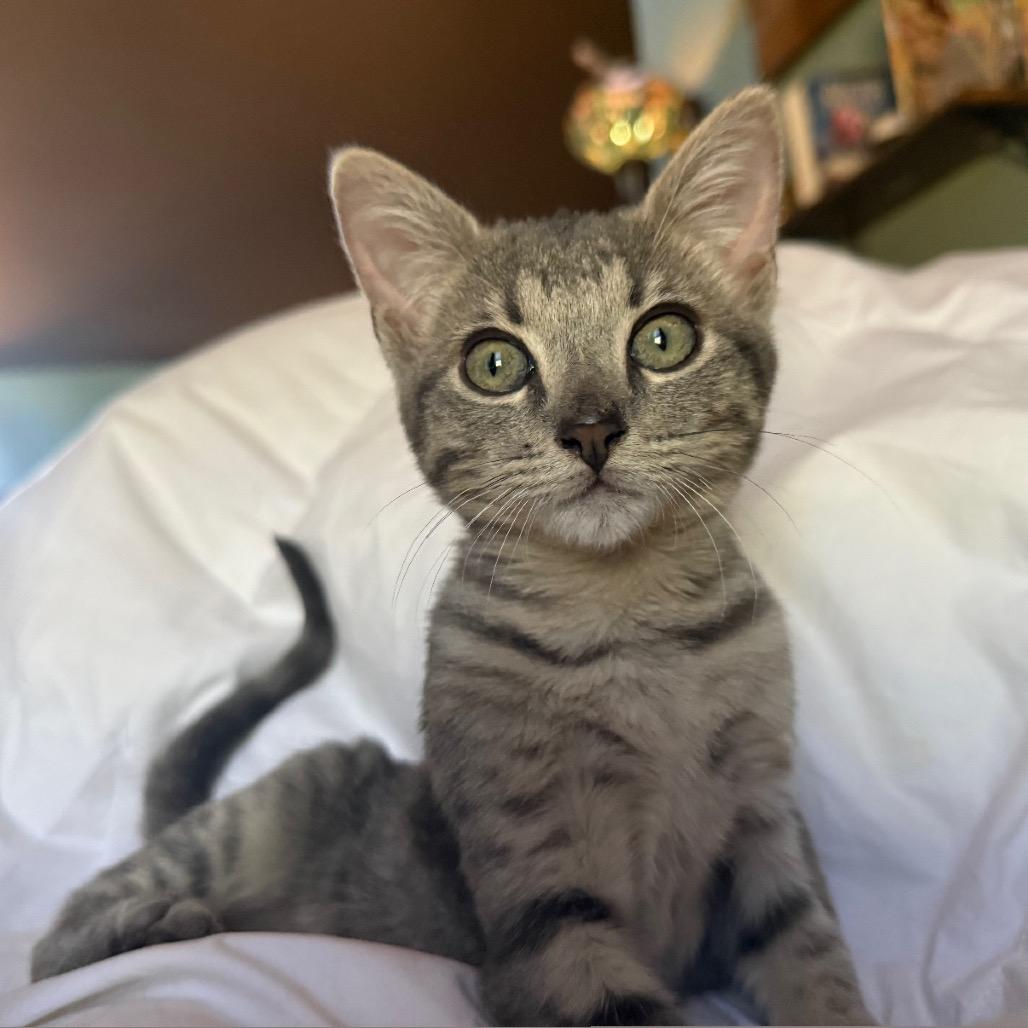 Enlarge Pawpaw, a Adoptable mixed breed in Fort Collins, CO image 4/6