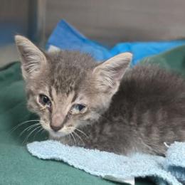 Enlarge Pawpaw, a Adoptable mixed breed in Fort Collins, CO image 1/1