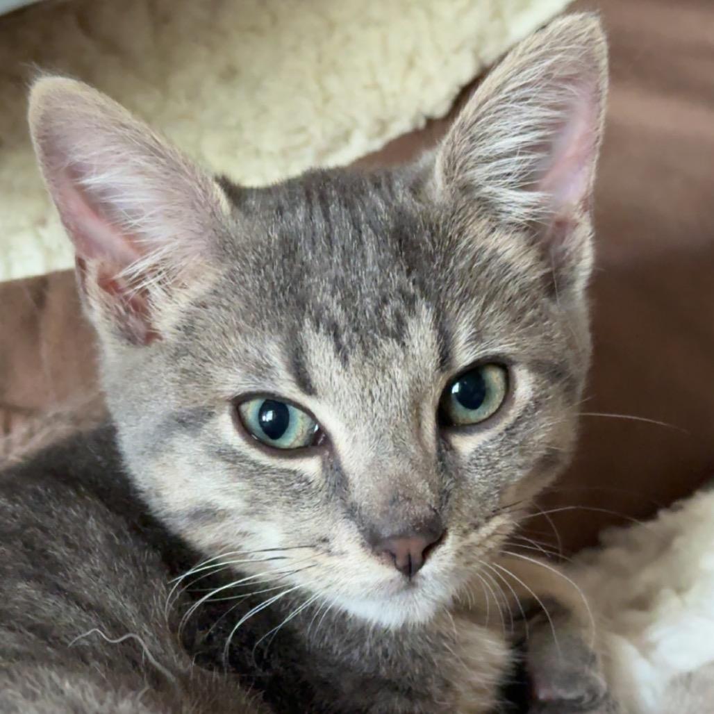 Enlarge Pawpaw, a Adoptable mixed breed in Fort Collins, CO image 6/6