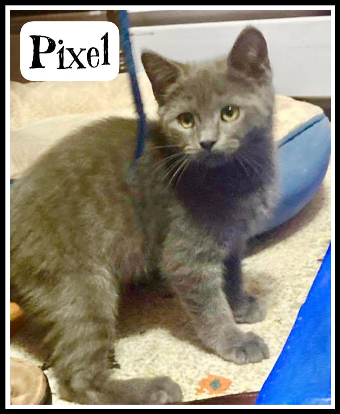 Pixel  Willow Grove photo 1