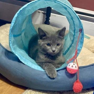 Pixel  Willow Grove thumbnail 3