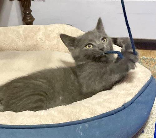 Pixel  Willow Grove thumbnail 2