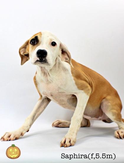Enlarge Saphira, a Adoptable mixed breed in Morton Grove, IL image 1/2