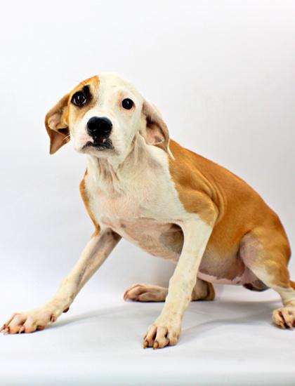 Enlarge Saphira, a Adoptable mixed breed in Morton Grove, IL image 2/2