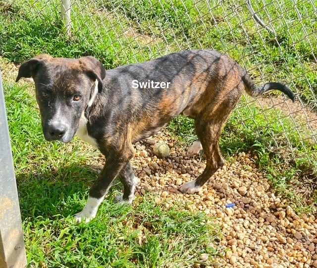 Switzer, Adoptable, Young Male Mixed Breed.
