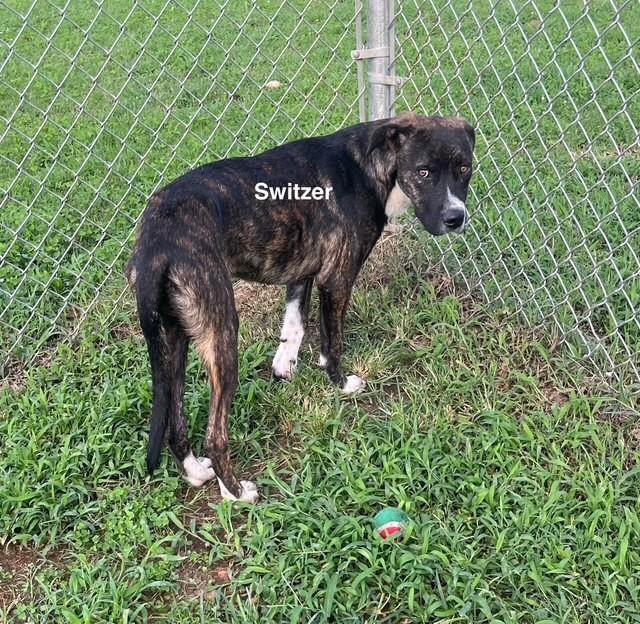 Enlarge Switzer, a Adoptable Mixed Breed in Newberry, SC image 2/4
