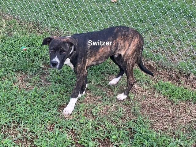 Enlarge Switzer, a Adoptable Mixed Breed in Newberry, SC image 3/4