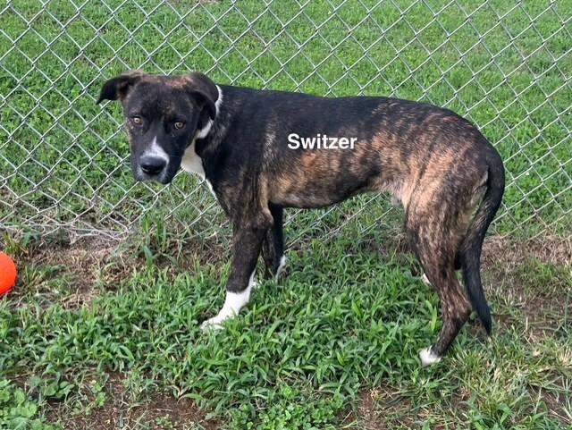 Enlarge Switzer, a Adoptable Mixed Breed in Newberry, SC image 4/4