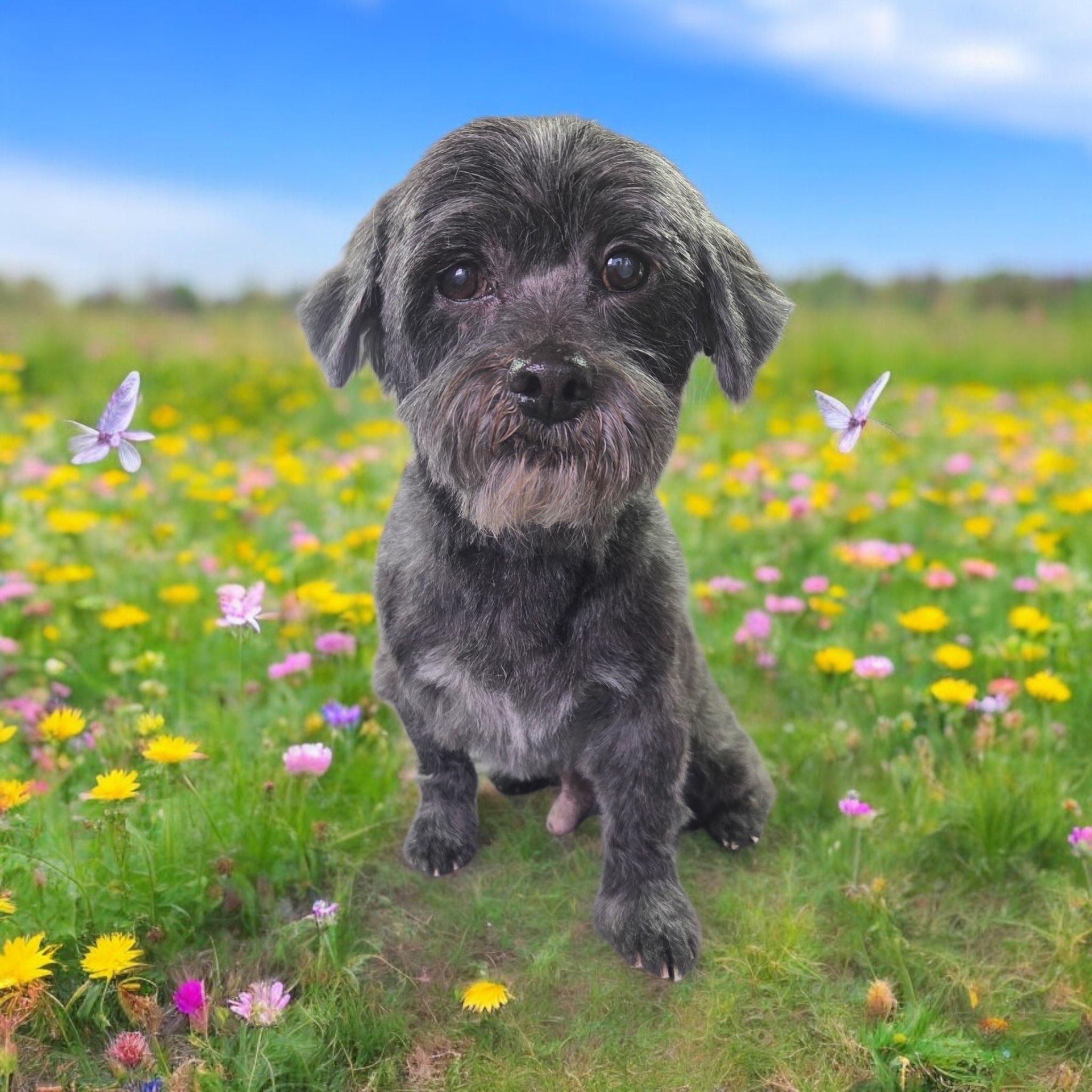 Enlarge Ari, a Adopted mixed breed in Baldwin, MD image 1/3