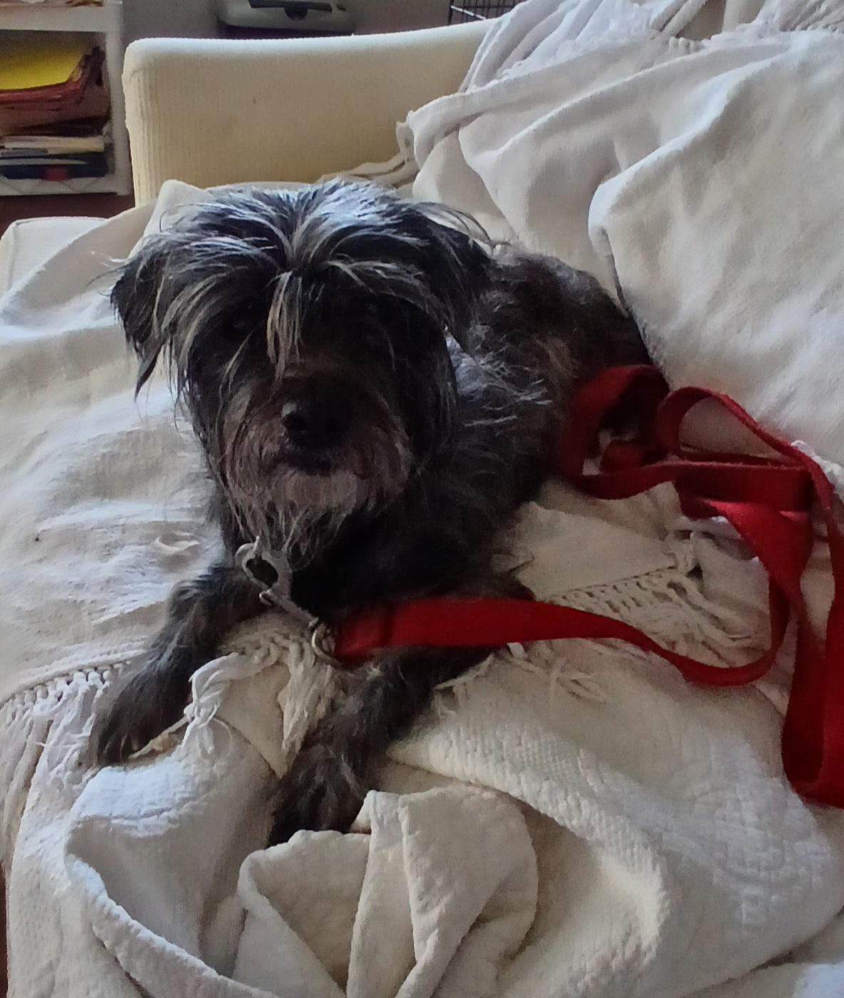 Enlarge Ari, a Adopted mixed breed in Baldwin, MD image 2/3