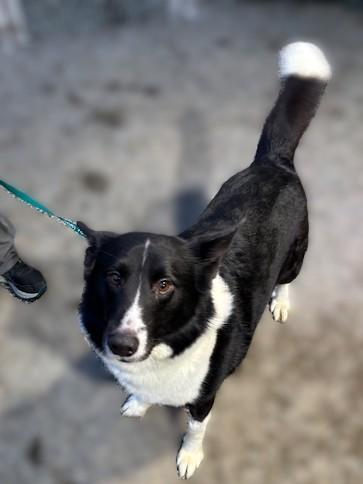 Johnny Ringo thumbnail 2