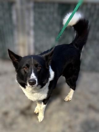 Enlarge Johnny Ringo, a ADOPTABLE mixed breed in Kellogg, ID image 1/4