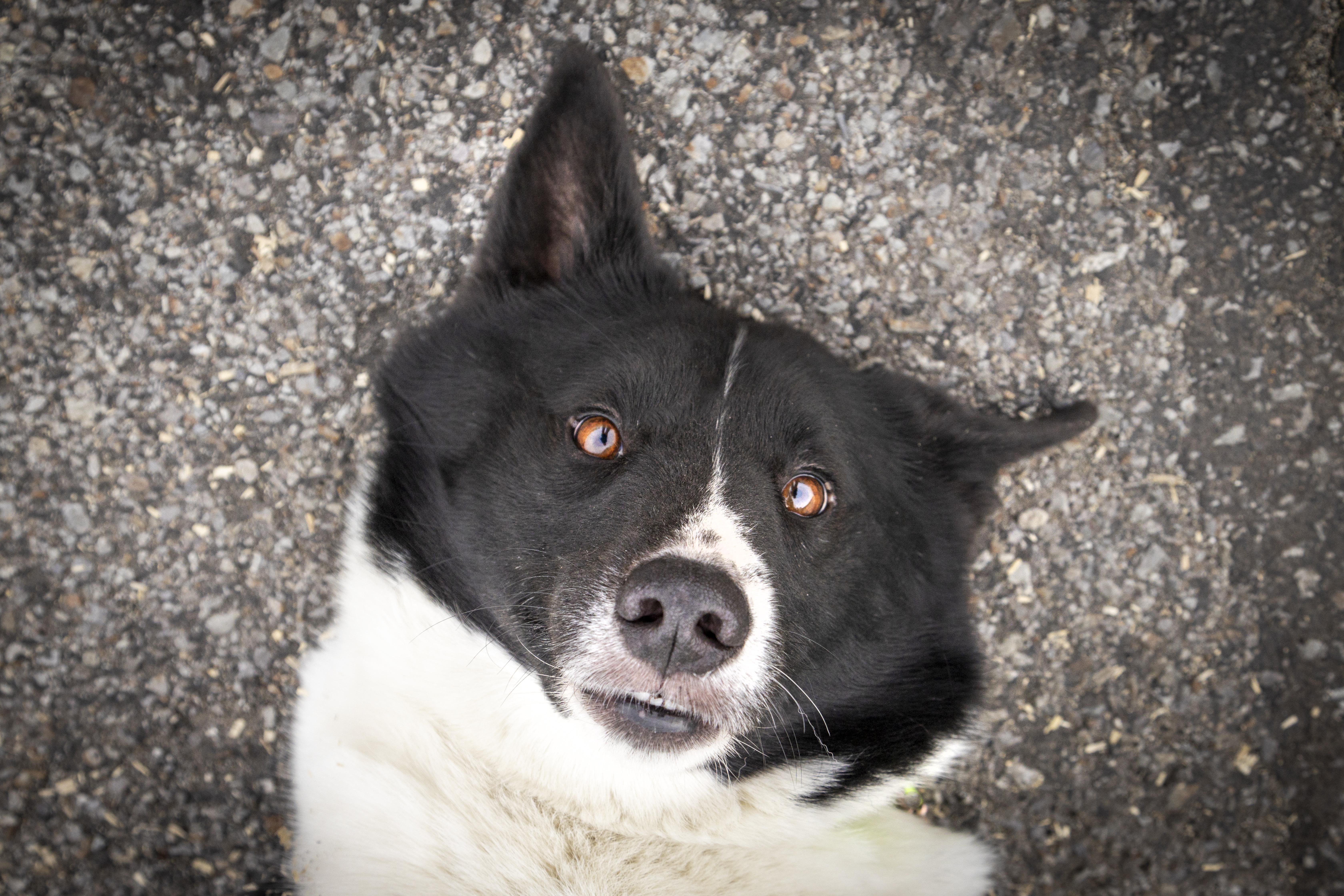 Johnny Ringo thumbnail 4