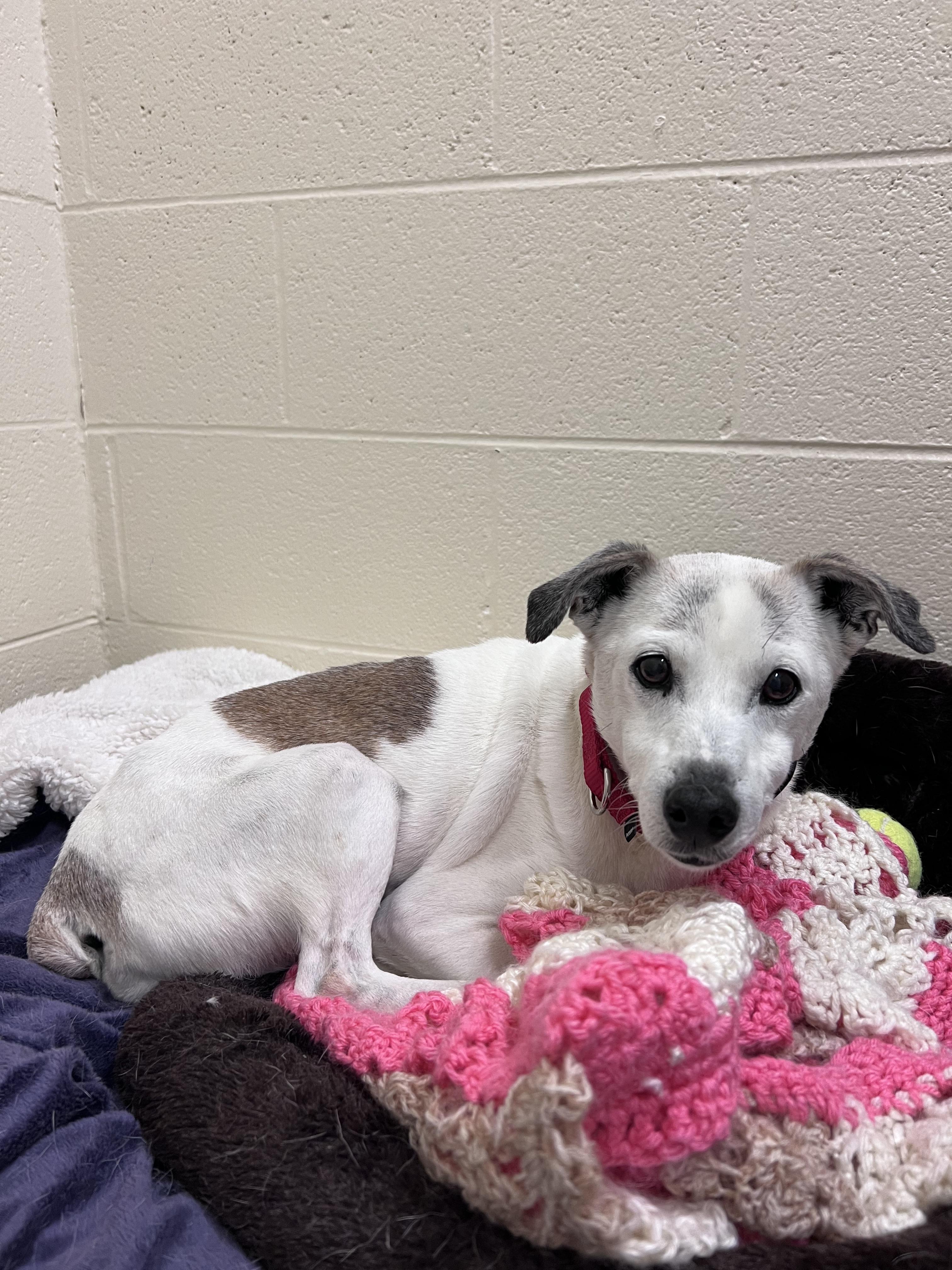 Enlarge Buster, a Adopted Jack Russell Terrier in Durham, NC image 1/6