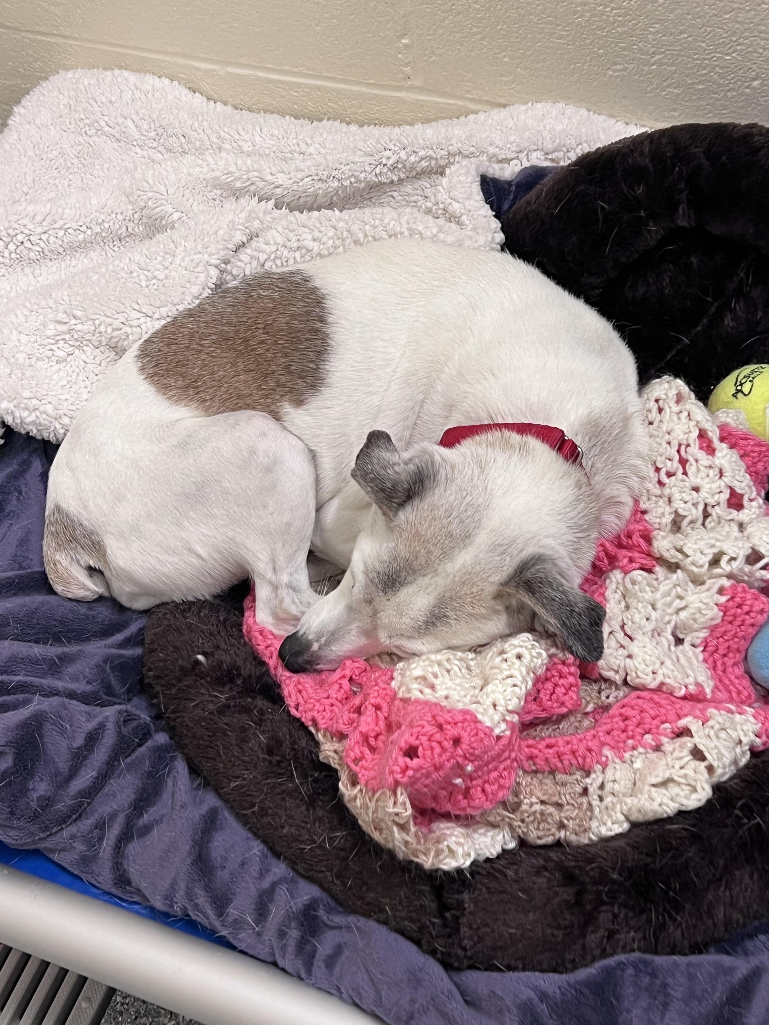 Enlarge Buster, a Adopted Jack Russell Terrier in Durham, NC image 3/6