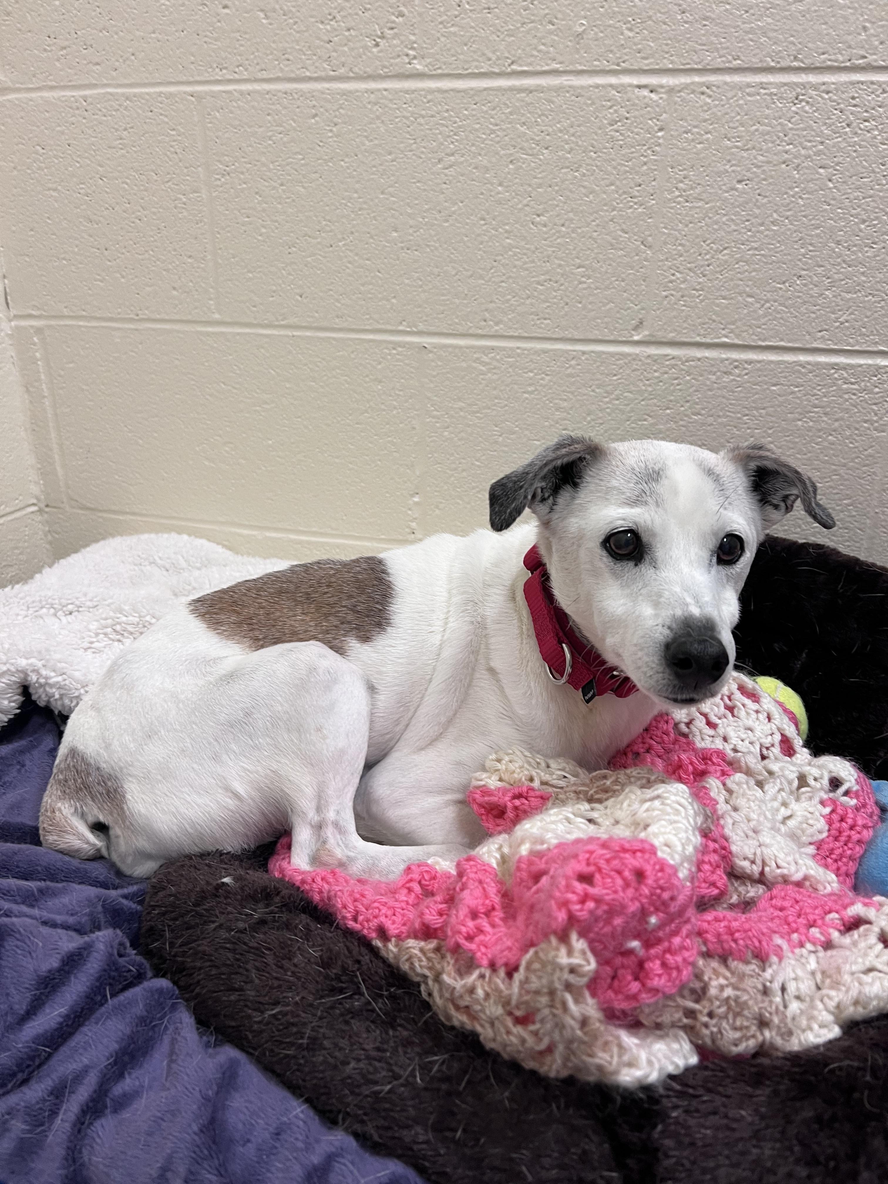 Enlarge Buster, a Adopted Jack Russell Terrier in Durham, NC image 4/6