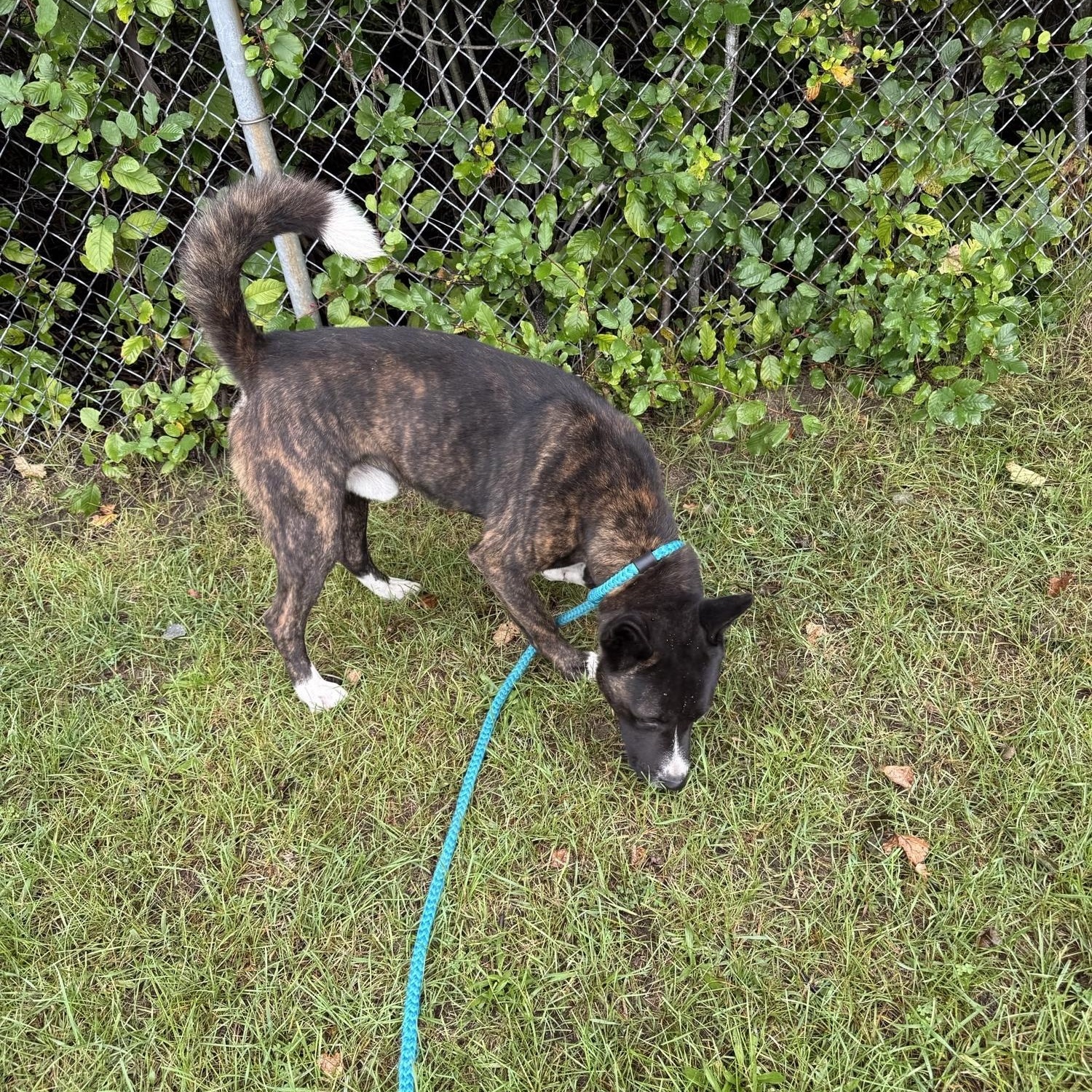 Enlarge Onyx, a Adoptable mixed breed in Standish, MI image 3/3