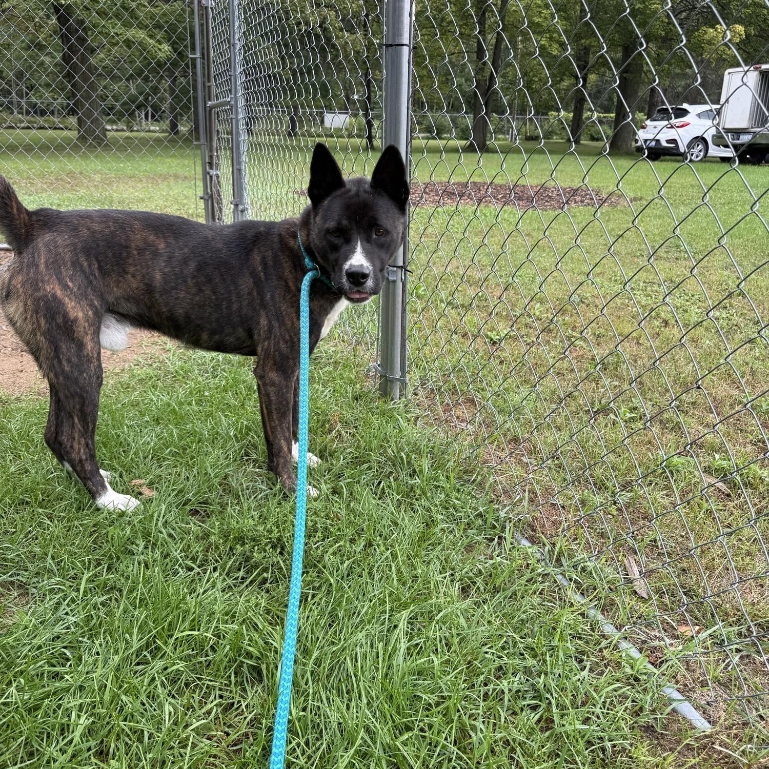 Enlarge Onyx, a Adoptable mixed breed in Standish, MI image 1/3