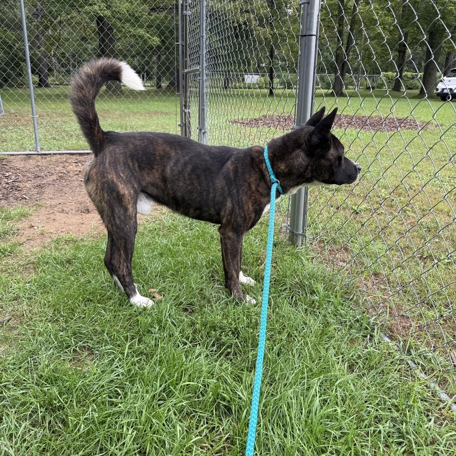 Enlarge Onyx, a Adoptable mixed breed in Standish, MI image 2/3
