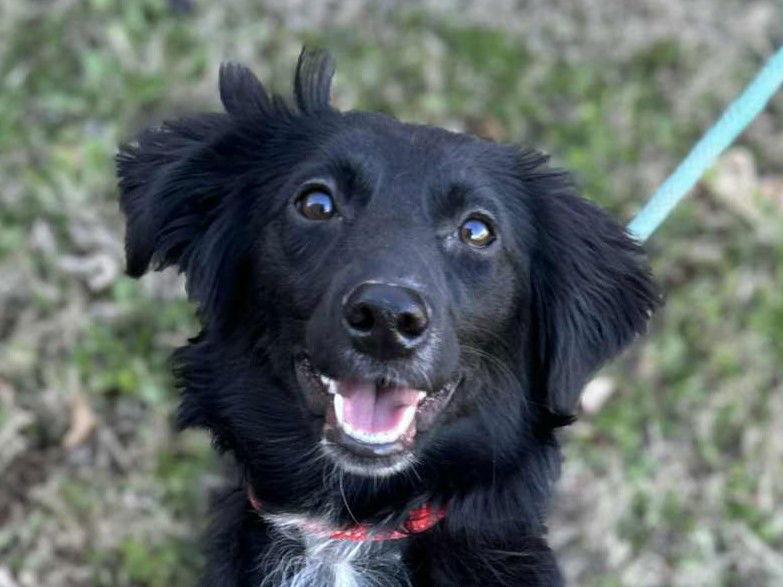 Luci, Adoptable, Young Female Australian Shepherd & Border Collie.