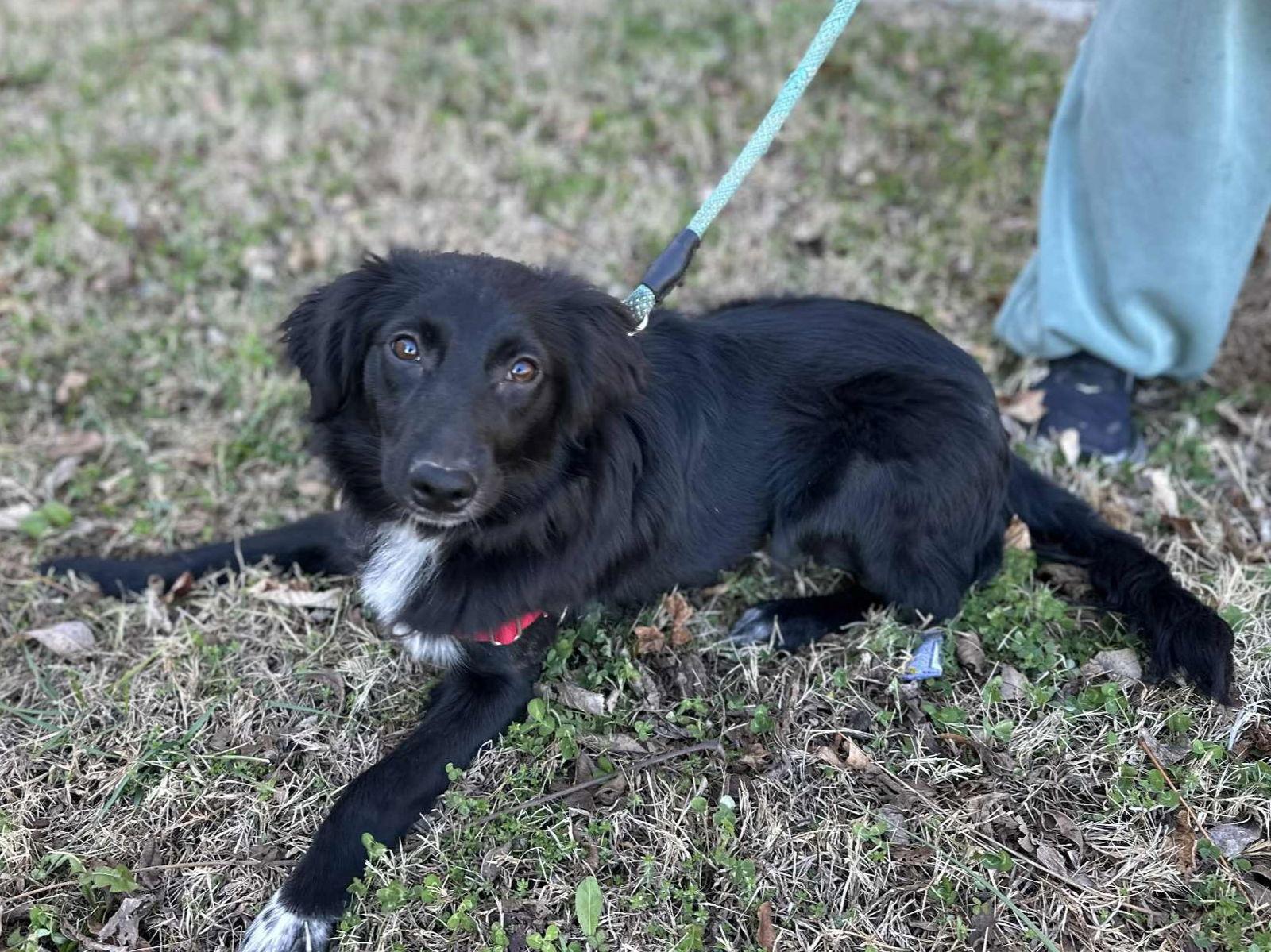 Enlarge Luci, a Adoptable mixed breed in Cookeville, TN image 2/3