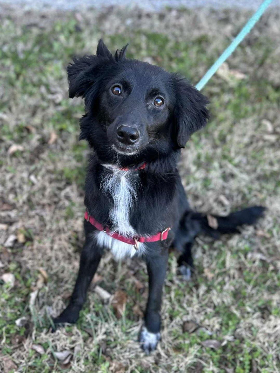 Enlarge Luci, a Adoptable mixed breed in Cookeville, TN image 3/3