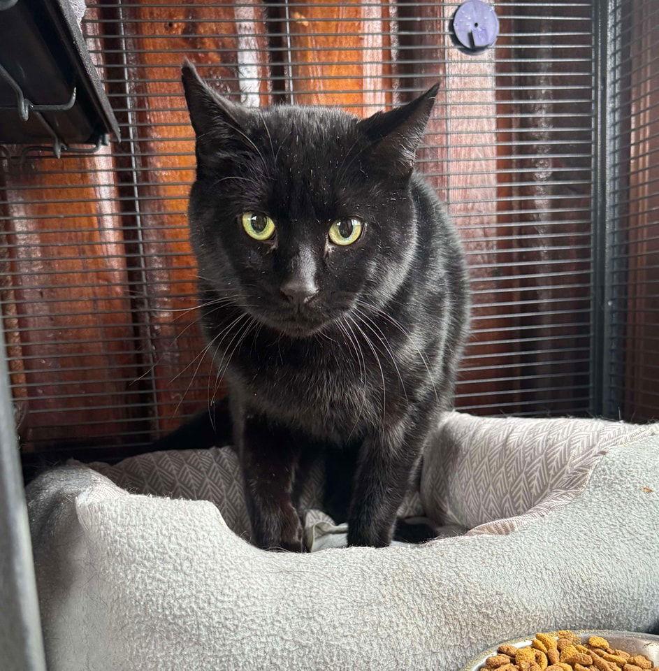 Binx, Adopted, Adult Male Domestic Short Hair.