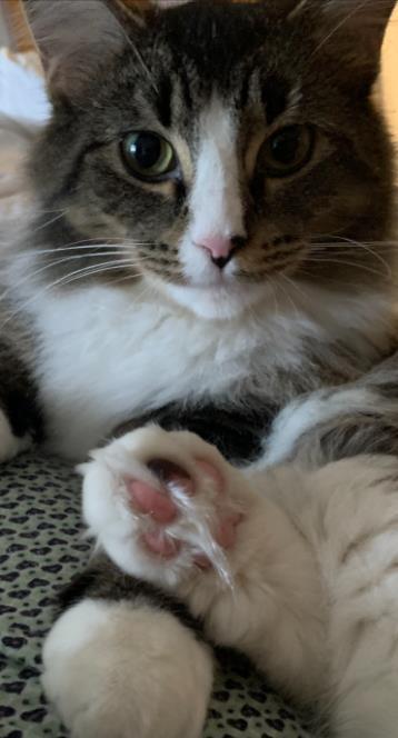 Dora, Adoptable, Young Female Domestic Medium Hair & Domestic Short Hair.